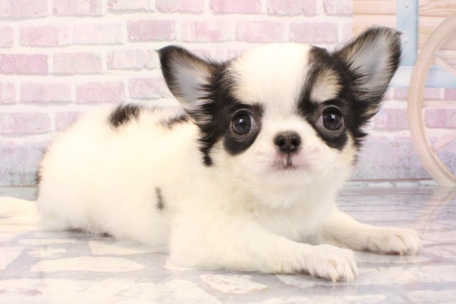 東京都のチワワ(ロング) (Coo&RIKU武蔵小山店/2025年10月9日生まれ/女の子/ブラックタンホワイト)の子犬の2枚目の画像