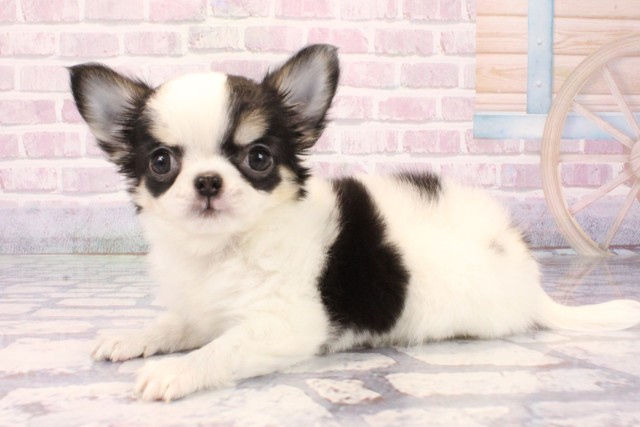 東京都のチワワ(ロング) (Coo&RIKU武蔵小山店/2025年10月9日生まれ/女の子/ブラックタンホワイト)の子犬の3枚目の画像