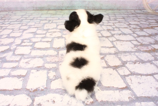 東京都のチワワ(ロング) (Coo&RIKU武蔵小山店/2025年10月9日生まれ/女の子/ブラックタンホワイト)の子犬の4枚目の画像