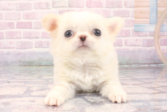 東京都のチワワ(ロング) (Coo&RIKU池袋西口店/2025年10月8日生まれ/男の子/ホワイトクリーム)の子犬の1枚目の画像