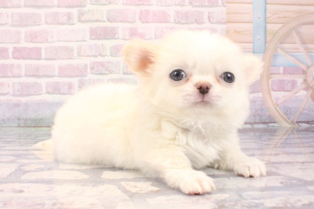 東京都のチワワ(ロング) (Coo&RIKU池袋西口店/2025年10月8日生まれ/男の子/ホワイトクリーム)の子犬の2枚目の画像