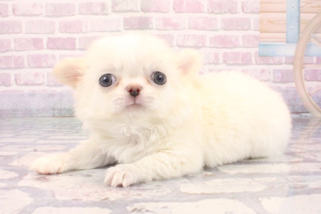 東京都のチワワ(ロング) (Coo&RIKU池袋西口店/2025年10月8日生まれ/男の子/ホワイトクリーム)の子犬の3枚目の画像