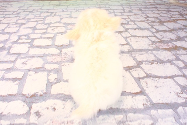 東京都のチワワ(ロング) (Coo&RIKU池袋西口店/2025年10月8日生まれ/男の子/ホワイトクリーム)の子犬の4枚目の画像