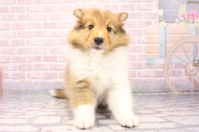 シェットランドシープドッグ