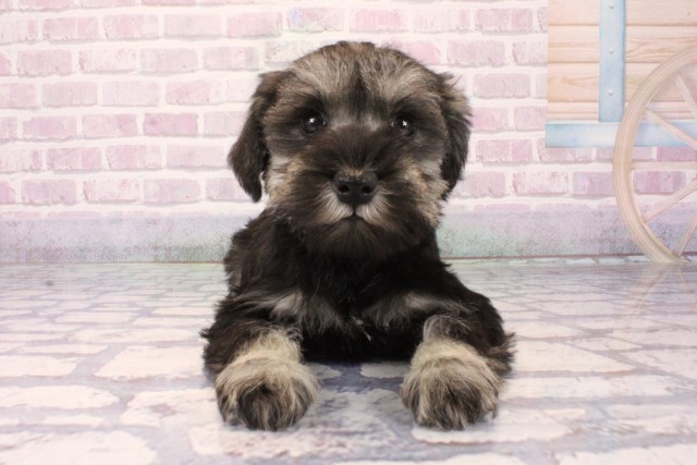 兵庫県のミニチュアシュナウザー (Coo&RIKU三木店/2025年10月5日生まれ/女の子/ソルトペッパー)の子犬の1枚目の画像