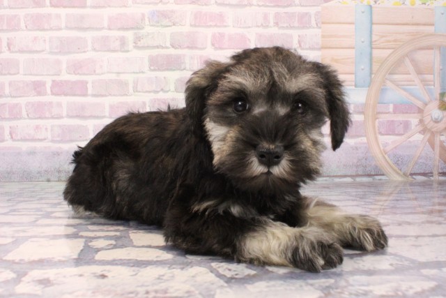 兵庫県のミニチュアシュナウザー (Coo&RIKU三木店/2025年10月5日生まれ/女の子/ソルトペッパー)の子犬の2枚目の画像