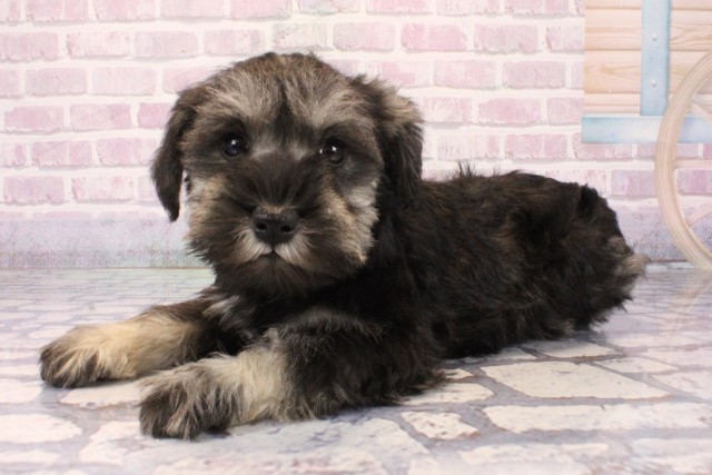 兵庫県のミニチュアシュナウザー (Coo&RIKU三木店/2025年10月5日生まれ/女の子/ソルトペッパー)の子犬の3枚目の画像