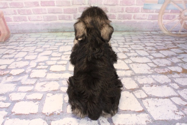 兵庫県のミニチュアシュナウザー (Coo&RIKU三木店/2025年10月5日生まれ/女の子/ソルトペッパー)の子犬の4枚目の画像