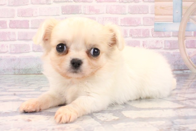 兵庫県のチワペキ/ペキチー/ペキチワ(チワワ×ペキニーズ) (Coo&RIKU伊丹店/2025年10月5日生まれ/女の子/クリームホワイト)の子犬の3枚目の画像
