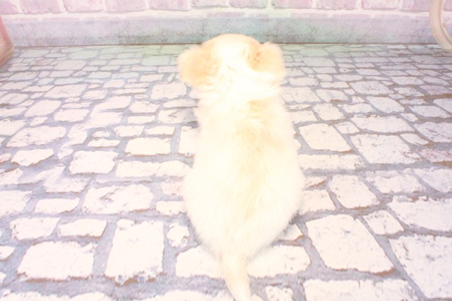 兵庫県のチワペキ/ペキチー/ペキチワ(チワワ×ペキニーズ) (Coo&RIKU伊丹店/2025年10月5日生まれ/女の子/クリームホワイト)の子犬の4枚目の画像