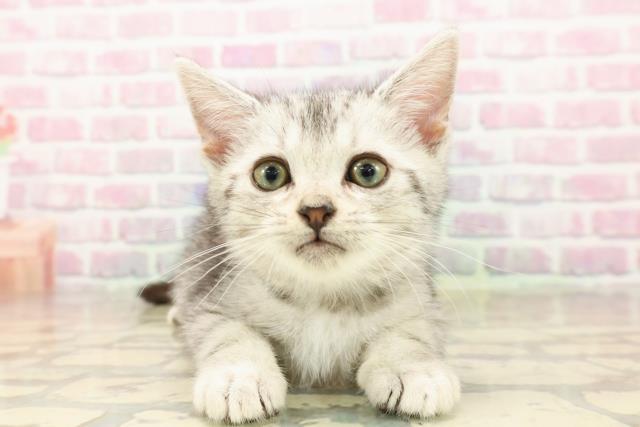 沖縄県のアメリカンショートヘアー (Coo&RIKU沖縄浦添店/2025年8月1日生まれ/男の子/シルバータビー)の子猫の1枚目の画像