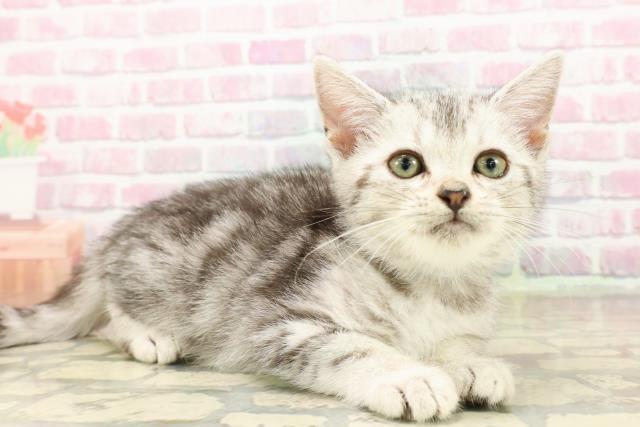 沖縄県のアメリカンショートヘアー (Coo&RIKU沖縄浦添店/2025年8月1日生まれ/男の子/シルバータビー)の子猫の3枚目の画像