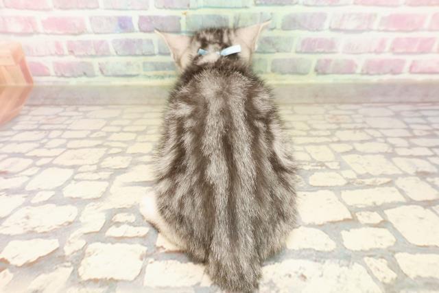 沖縄県のアメリカンショートヘアー (Coo&RIKU沖縄浦添店/2025年8月1日生まれ/男の子/シルバータビー)の子猫の4枚目の画像