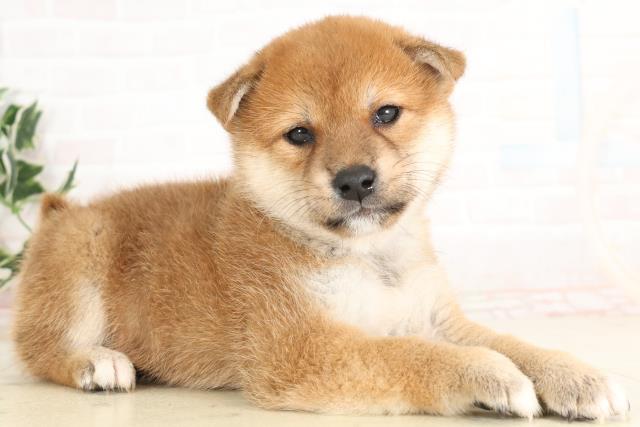 宮崎県の柴犬(標準サイズ) (Coo&RIKU宮崎店/2025年6月16日生まれ/男の子/赤)の子犬の2枚目の画像