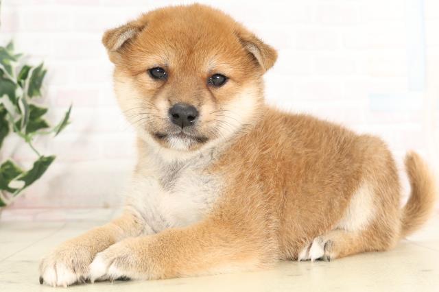 宮崎県の柴犬(標準サイズ) (Coo&RIKU宮崎店/2025年6月16日生まれ/男の子/赤)の子犬の3枚目の画像