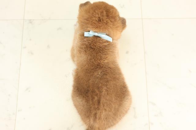 宮崎県の柴犬(標準サイズ) (Coo&RIKU宮崎店/2025年6月16日生まれ/男の子/赤)の子犬の4枚目の画像