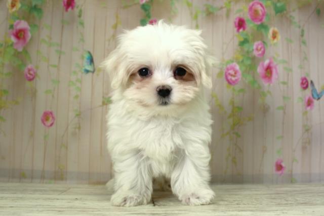 北海道のマルチーズ (Coo&RIKU札幌東店/2025年10月8日生まれ/男の子/ホワイト)の子犬の1枚目の画像