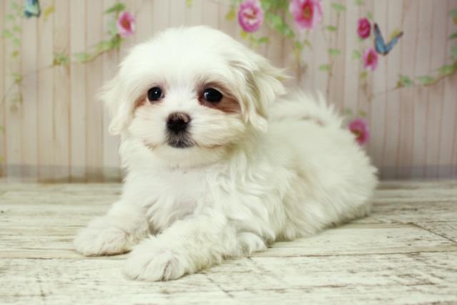 北海道のマルチーズ (Coo&RIKU札幌東店/2025年10月8日生まれ/男の子/ホワイト)の子犬の2枚目の画像