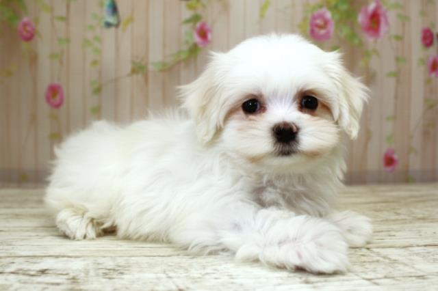 北海道のマルチーズ (Coo&RIKU札幌東店/2025年10月8日生まれ/男の子/ホワイト)の子犬の3枚目の画像