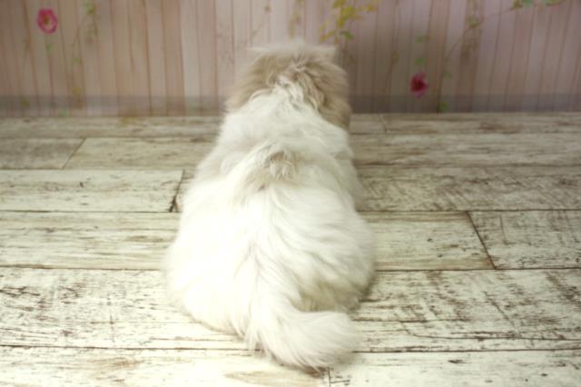 北海道のマルチーズ (Coo&RIKU札幌東店/2025年10月8日生まれ/男の子/ホワイト)の子犬の4枚目の画像