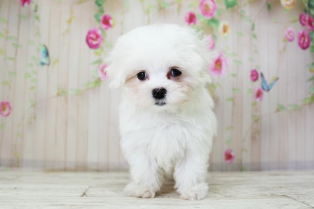 北海道のマルチーズ (Coo&RIKU苫小牧店/2025年10月8日生まれ/女の子/ホワイト)の子犬の1枚目の画像