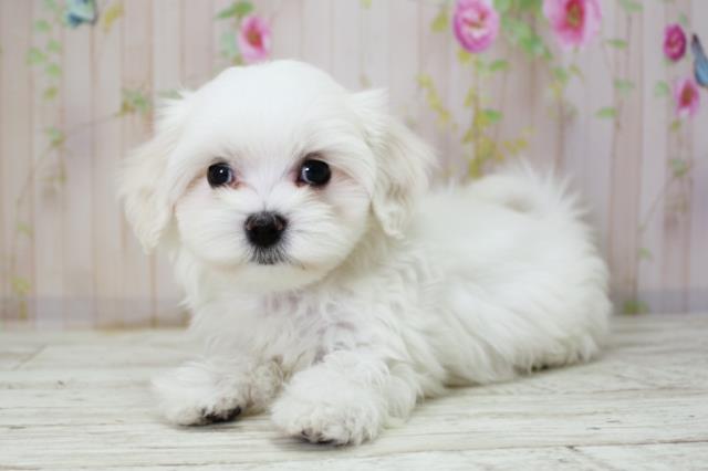 北海道のマルチーズ (Coo&RIKU苫小牧店/2025年10月8日生まれ/女の子/ホワイト)の子犬の2枚目の画像