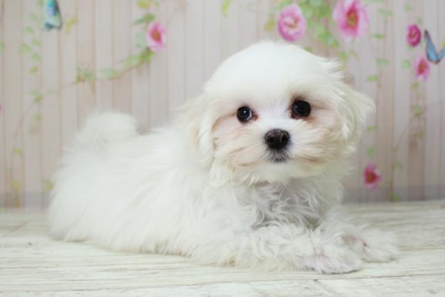 北海道のマルチーズ (Coo&RIKU苫小牧店/2025年10月8日生まれ/女の子/ホワイト)の子犬の3枚目の画像