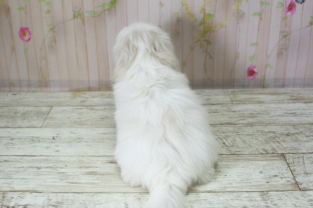 北海道のマルチーズ (Coo&RIKU苫小牧店/2025年10月8日生まれ/女の子/ホワイト)の子犬の4枚目の画像