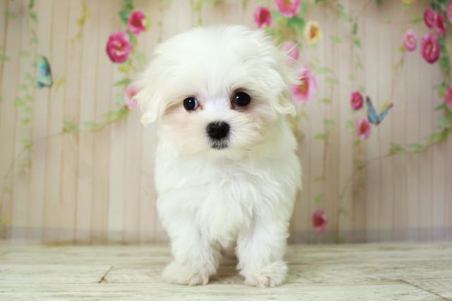 北海道のマルチーズ (Coo&RIKU札幌東店/2025年10月8日生まれ/女の子/ホワイト)の子犬の1枚目の画像