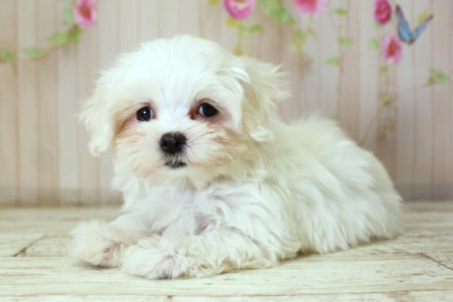 北海道のマルチーズ (Coo&RIKU札幌東店/2025年10月8日生まれ/女の子/ホワイト)の子犬の2枚目の画像