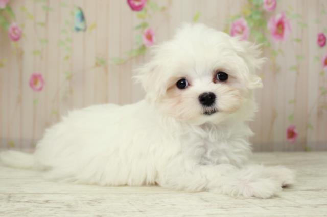 北海道のマルチーズ (Coo&RIKU札幌東店/2025年10月8日生まれ/女の子/ホワイト)の子犬の3枚目の画像