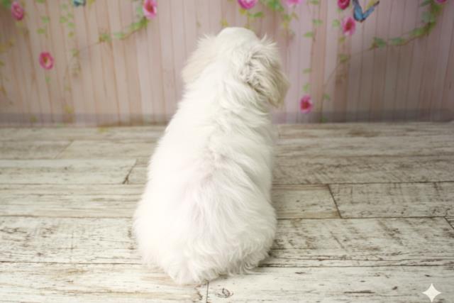 北海道のマルチーズ (Coo&RIKU札幌東店/2025年10月8日生まれ/女の子/ホワイト)の子犬の4枚目の画像