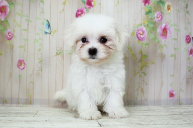 北海道のマルチーズ (Coo&RIKU室蘭店/2025年10月8日生まれ/女の子/ホワイト)の子犬の1枚目の画像