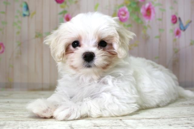 北海道のマルチーズ (Coo&RIKU室蘭店/2025年10月8日生まれ/女の子/ホワイト)の子犬の2枚目の画像