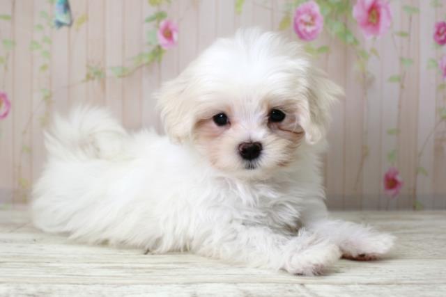 北海道のマルチーズ (Coo&RIKU室蘭店/2025年10月8日生まれ/女の子/ホワイト)の子犬の3枚目の画像