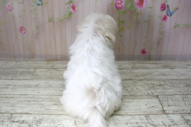 北海道のマルチーズ (Coo&RIKU室蘭店/2025年10月8日生まれ/女の子/ホワイト)の子犬の4枚目の画像