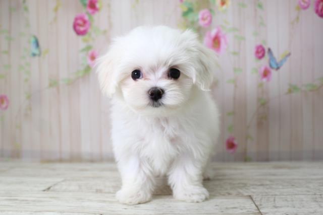 青森県のマルチーズ (Coo&RIKU八戸店/2025年10月8日生まれ/女の子/ホワイト)の子犬の1枚目の画像