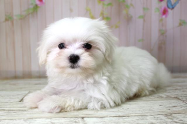 青森県のマルチーズ (Coo&RIKU八戸店/2025年10月8日生まれ/女の子/ホワイト)の子犬の2枚目の画像