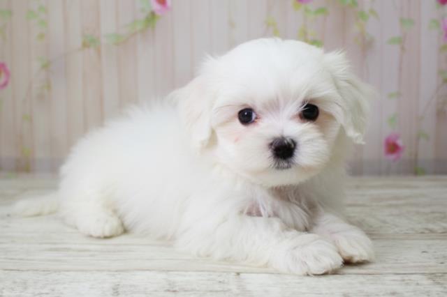 青森県のマルチーズ (Coo&RIKU八戸店/2025年10月8日生まれ/女の子/ホワイト)の子犬の3枚目の画像