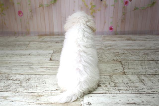 青森県のマルチーズ (Coo&RIKU八戸店/2025年10月8日生まれ/女の子/ホワイト)の子犬の4枚目の画像