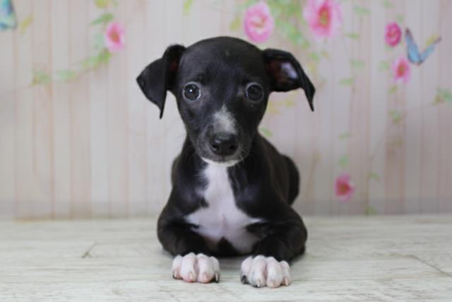 北海道のイタリアングレーハウンド (Coo&RIKU札幌東店/2025年10月10日生まれ/男の子/ブラックホワイト)の子犬の1枚目の画像