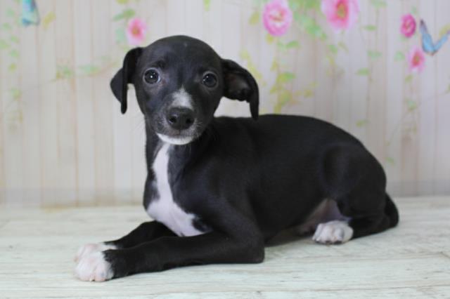 北海道のイタリアングレーハウンド (Coo&RIKU札幌東店/2025年10月10日生まれ/男の子/ブラックホワイト)の子犬の2枚目の画像