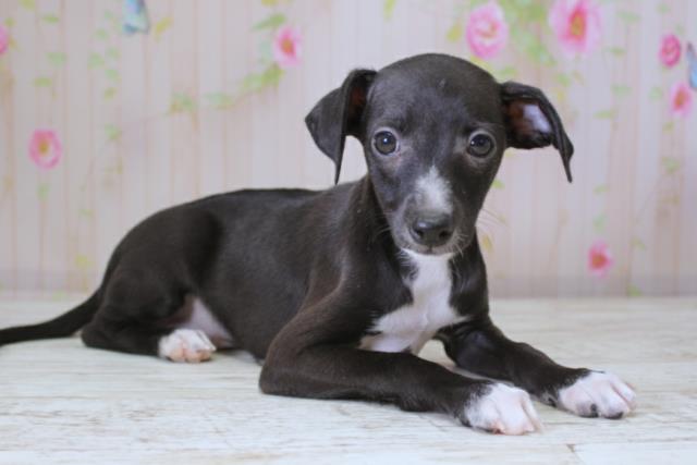 北海道のイタリアングレーハウンド (Coo&RIKU札幌東店/2025年10月10日生まれ/男の子/ブラックホワイト)の子犬の3枚目の画像