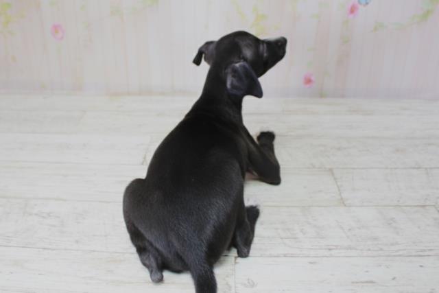 北海道のイタリアングレーハウンド (Coo&RIKU札幌東店/2025年10月10日生まれ/男の子/ブラックホワイト)の子犬の4枚目の画像