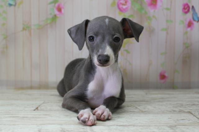 北海道のイタリアングレーハウンド (Coo&RIKU室蘭店/2025年10月10日生まれ/女の子/ブルーホワイト)の子犬の1枚目の画像