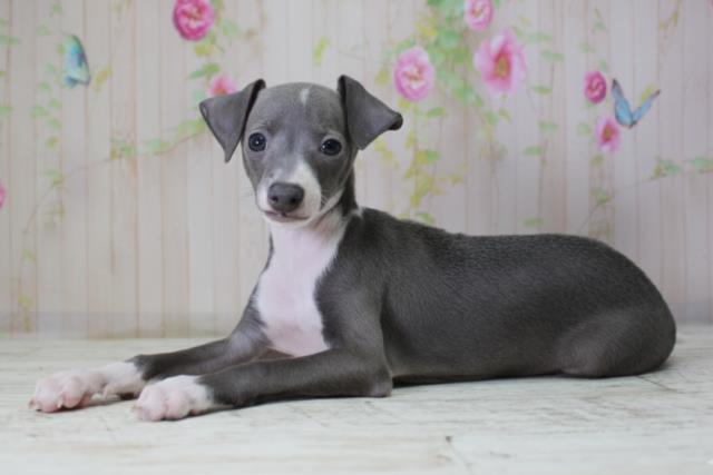 北海道のイタリアングレーハウンド (Coo&RIKU室蘭店/2025年10月10日生まれ/女の子/ブルーホワイト)の子犬の2枚目の画像