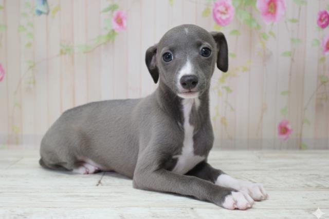 北海道のイタリアングレーハウンド (Coo&RIKU室蘭店/2025年10月10日生まれ/女の子/ブルーホワイト)の子犬の3枚目の画像