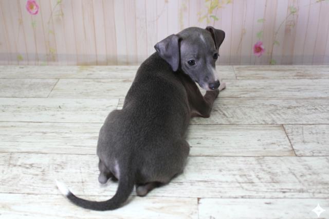 北海道のイタリアングレーハウンド (Coo&RIKU室蘭店/2025年10月10日生まれ/女の子/ブルーホワイト)の子犬の4枚目の画像