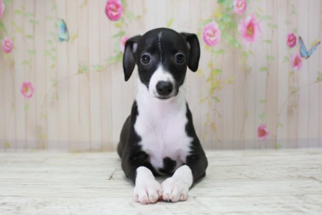 北海道のイタリアングレーハウンド (Coo&RIKU岩見沢店/2025年10月10日生まれ/女の子/ブラックホワイト)の子犬の1枚目の画像