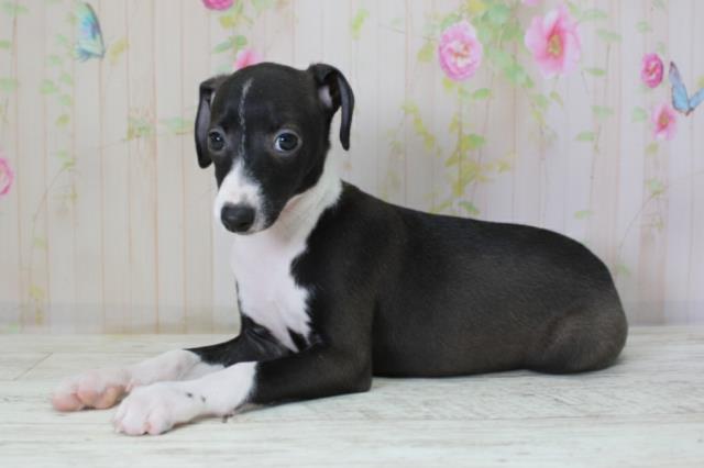 北海道のイタリアングレーハウンド (Coo&RIKU岩見沢店/2025年10月10日生まれ/女の子/ブラックホワイト)の子犬の2枚目の画像